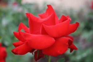 red-rose